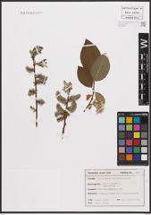 Foto von Salix caprea L.